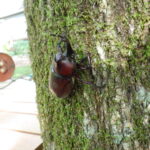 ウッドデッキ工事の施工事例